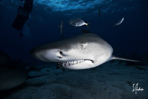 Swimming in the shadows, this Lemon Shark sniffs for a ch... by Steven Anderson 